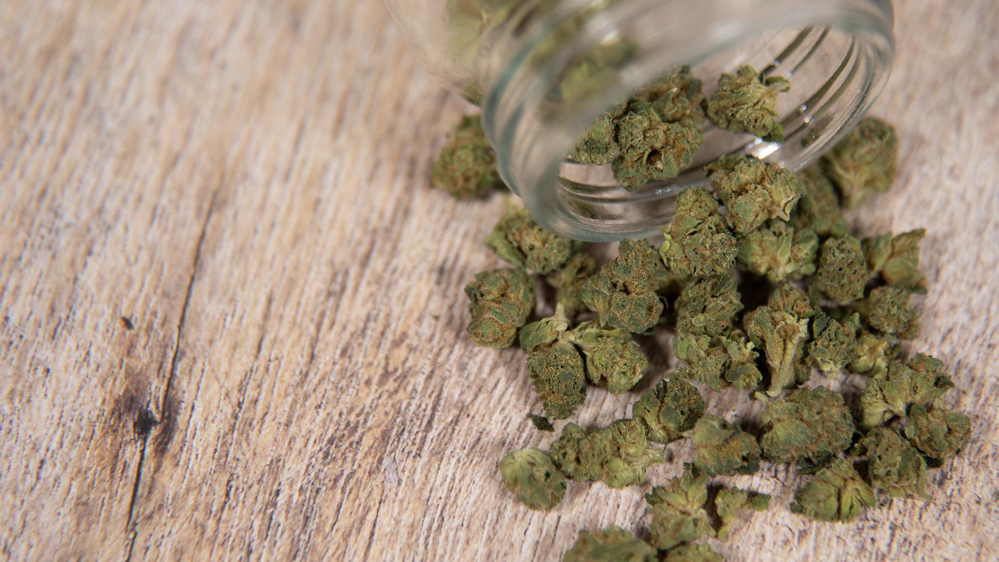 From Seed to Sale: Diverse Paths of Cannabis Cultivation Across Washington, California, Nevada, and Arizona